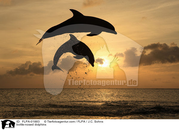 Groe Tmmler / bottle-nosed dolphins / FLPA-01883