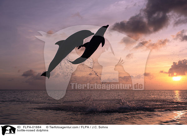 Groe Tmmler / bottle-nosed dolphins / FLPA-01884