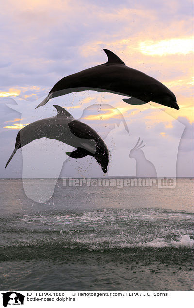 bottle-nosed dolphins / FLPA-01886
