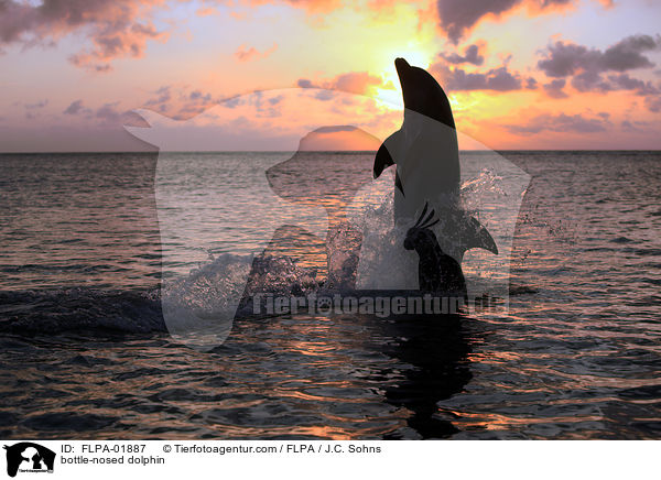 bottle-nosed dolphin / FLPA-01887