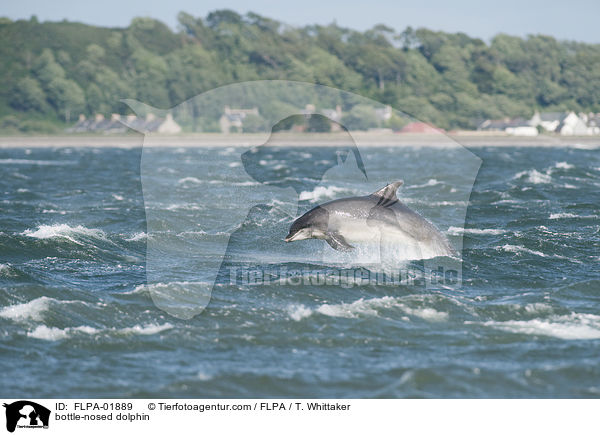 bottle-nosed dolphin / FLPA-01889