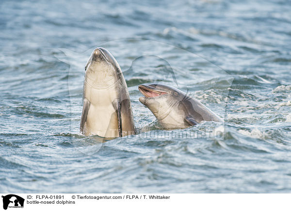 bottle-nosed dolphins / FLPA-01891