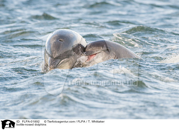Groe Tmmler / bottle-nosed dolphins / FLPA-01892
