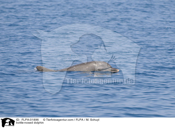 bottle-nosed dolphin / FLPA-01896