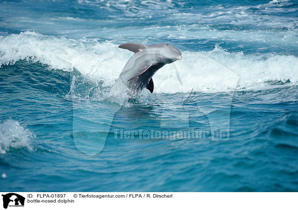 bottle-nosed dolphin / FLPA-01897