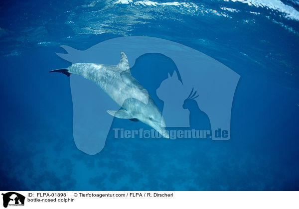 bottle-nosed dolphin / FLPA-01898