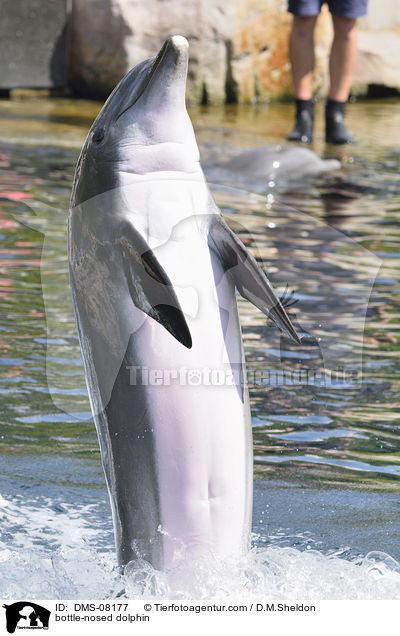 bottle-nosed dolphin / DMS-08177