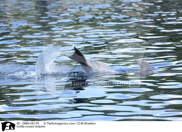 bottle-nosed dolphin / DMS-08178