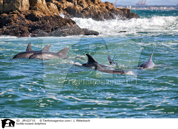 bottle-nosed dolphins / JR-02710