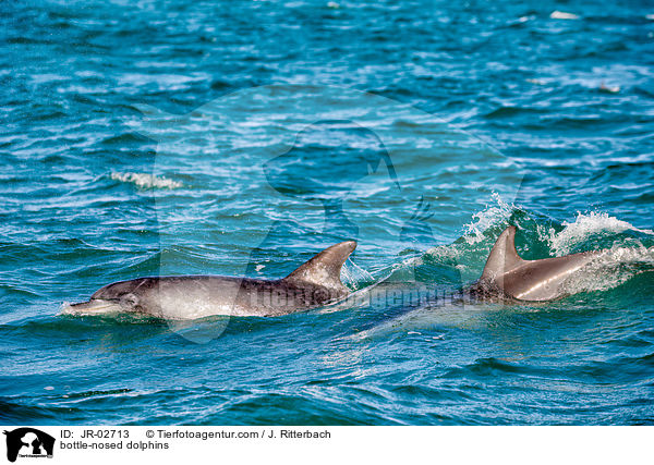 bottle-nosed dolphins / JR-02713