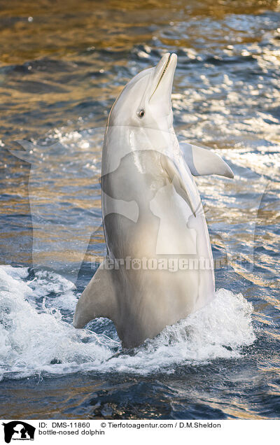 Groer Tmmler / bottle-nosed dolphin / DMS-11860