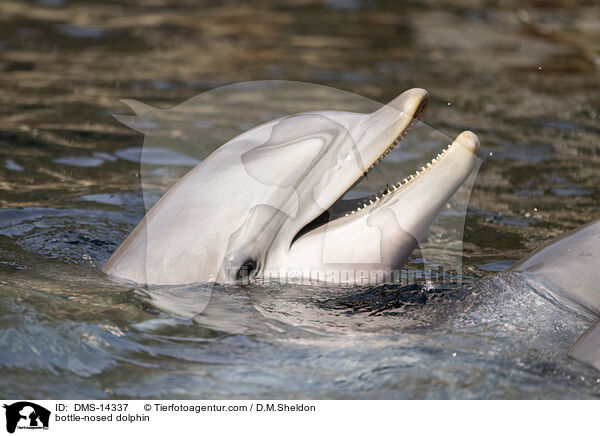 Groer Tmmler / bottle-nosed dolphin / DMS-14337