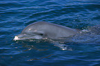 bottlenose dolphin