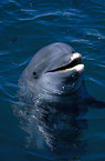 bottlenose dolphin