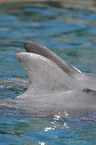 bottle-nosed dolphins