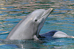 bottle-nosed dolphins