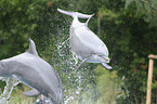 bottle-nosed dolphins