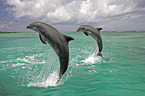 bottle-nosed dolphins