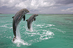 bottle-nosed dolphins