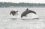 bottle-nosed dolphins