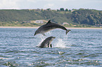 bottle-nosed dolphins