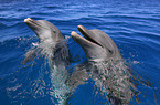 bottle-nosed dolphins