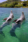 bottle-nosed dolphins