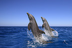 bottle-nosed dolphins