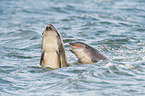 bottle-nosed dolphins