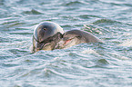 bottle-nosed dolphins