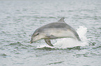 bottle-nosed dolphin