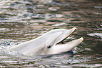 bottle-nosed dolphin