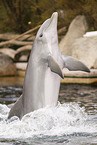 bottle-nosed dolphin