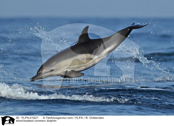 Gemeiner Delfin / short-beaked common dolphin / FLPA-01821