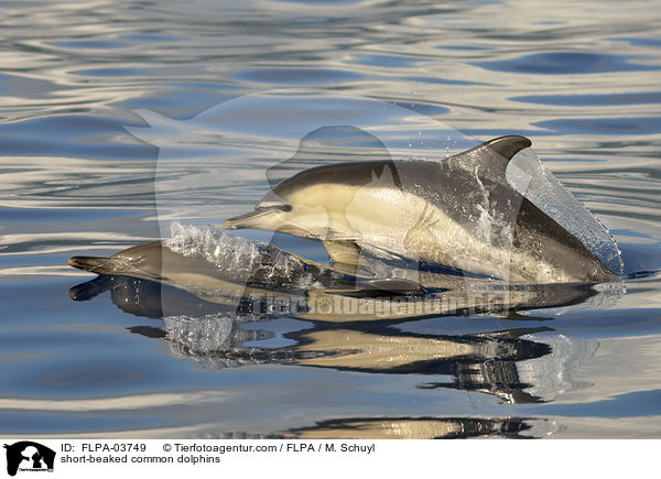 short-beaked common dolphins / FLPA-03749