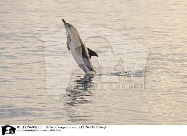 Gemeiner Delfin / short-beaked common dolphin / FLPA-03750