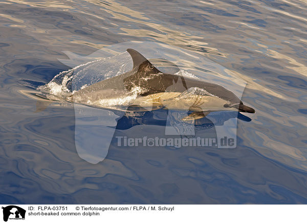 short-beaked common dolphin / FLPA-03751