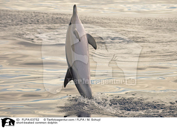 short-beaked common dolphin / FLPA-03752
