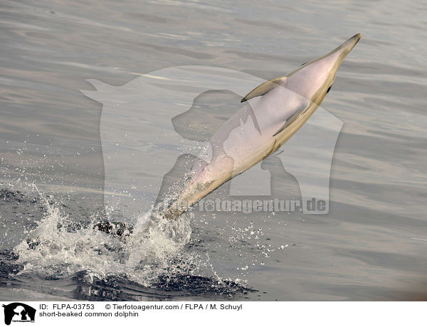 Gemeiner Delfin / short-beaked common dolphin / FLPA-03753