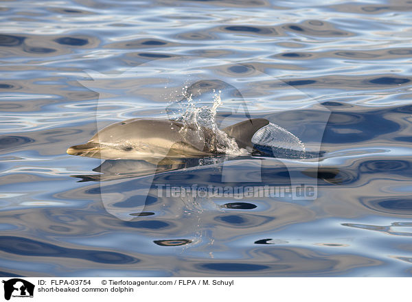 Gemeiner Delfin / short-beaked common dolphin / FLPA-03754