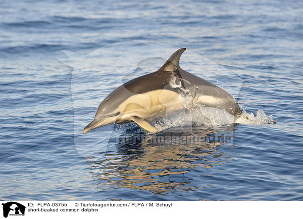 Gemeiner Delfin / short-beaked common dolphin / FLPA-03755