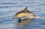 short-beaked common dolphin