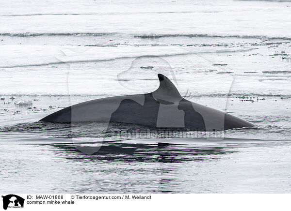 Zwergwal / common minke whale / MAW-01868