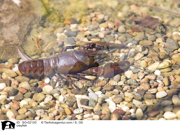Edelkrebs / crayfish / SO-02120