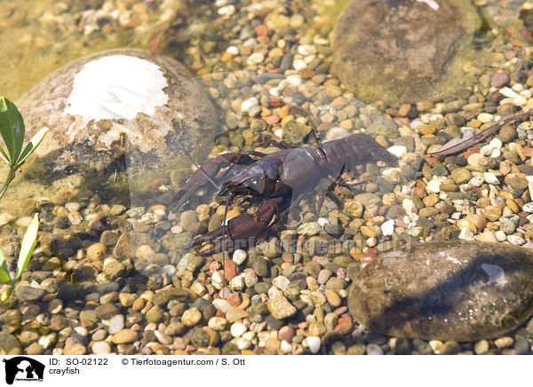 Edelkrebs / crayfish / SO-02122