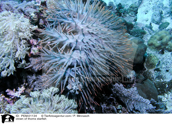 Dornenkronen-Seestern / crown of thorns starfish / PEM-01134