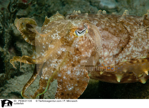 cuttlefish / PEM-01135