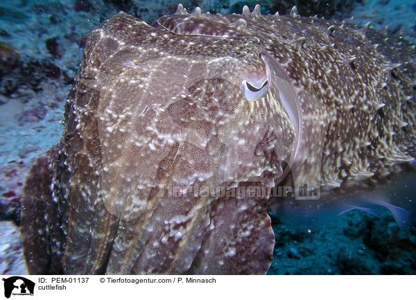 cuttlefish / PEM-01137