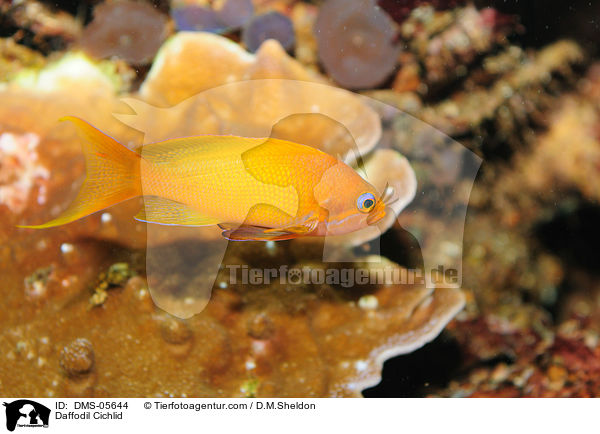 Daffodil Cichlid / DMS-05644