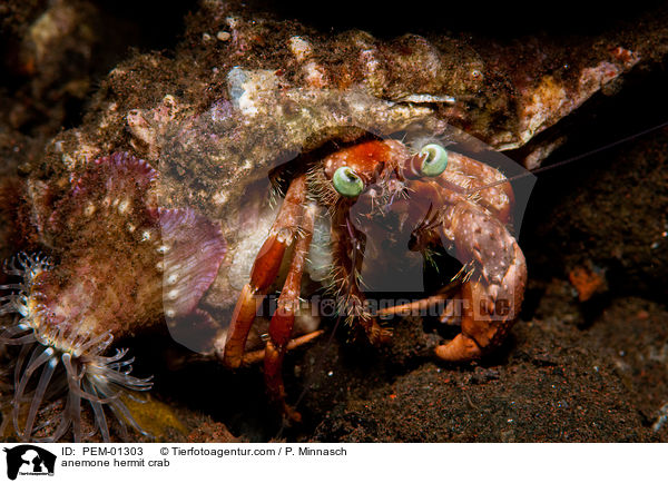 anemone hermit crab / PEM-01303